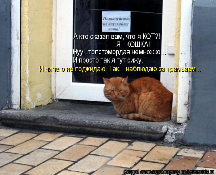 Котоматрица: А кто сказал вам, что я КОТ?! Я - КОШКА! Нуу...толстомордая немножко... И просто так я тут сижу. И ничего не поджидаю. Так... наблюдаю за трамваем...
