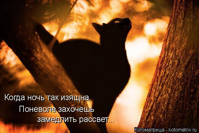 Котоматрица: Когда ночь так изящна, Поневоле захочешь  замедлить рассвет...