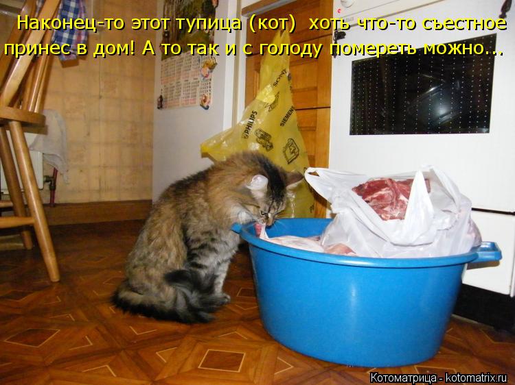 Наконец-то этот тупица (кот) хоть что-то съестное принес в дом! А то так и с голоду помереть можно..... Котоматрица: Наконец-то этот тупица (кот) хоть что-то съестное принес в дом! А то так и с голоду помереть можно...