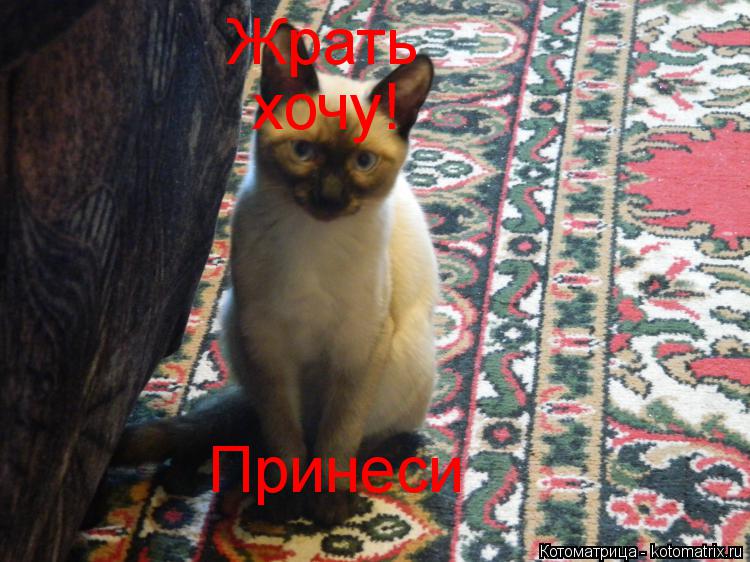 Котоматрица: Жрать хочу! Принеси