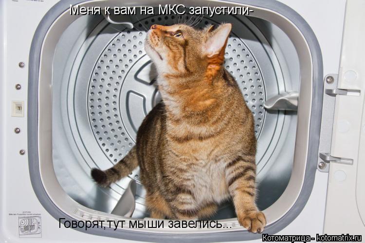Котоматрица: Меня к вам на МКС запустили- Говорят,тут мыши завелись...