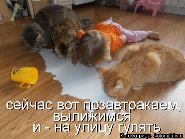 сейчас вот позавтракаем, вылижимся и - на улицу гулять... Котоматрица: сейчас вот позавтракаем, вылижимся и - на улицу гулять