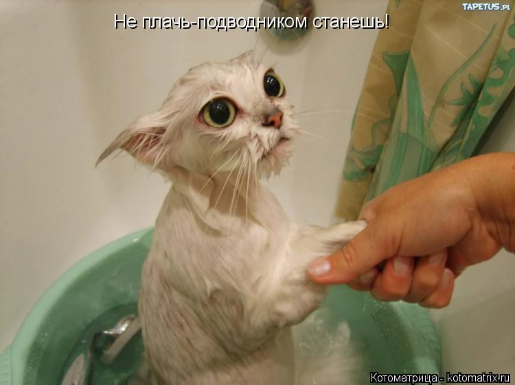 Котоматрица: Не плачь-подводником станешь!