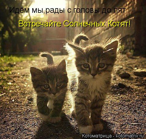 Идём мы,рады с головы до пят Встречайте Солнечных Котят!... Котоматрица: Идём мы,рады с головы до пят Встречайте Солнечных Котят!