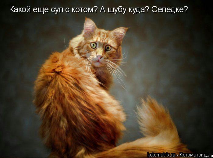 Котоматрица: Какой ещё суп с котом? А шубу куда? Селёдке?