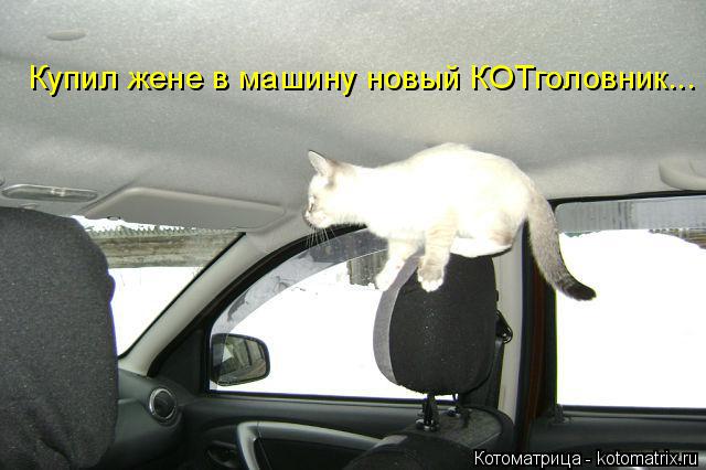 Котоматрица: Купил жене в машину новый КОТголовник...