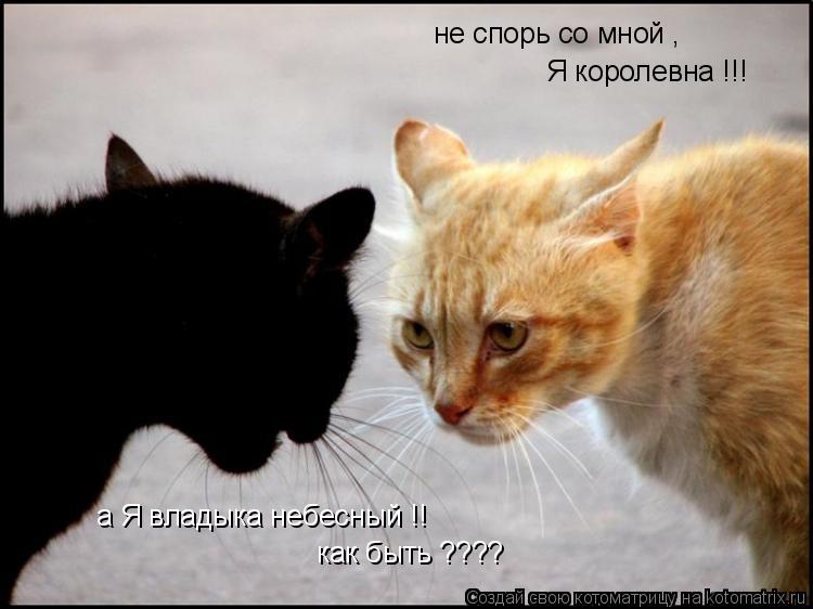 не спорь со мной , Я королевна !!! а Я владыка небесный !! как быть ????... Котоматрица: не спорь со мной , Я королевна !!! а Я владыка небесный !! как быть ????