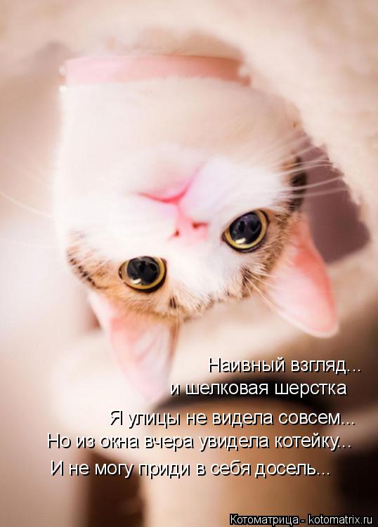 Наивный взгляд... и шелковая шерстка Я улицы не видела совсем... И не могу приди в себя досель... Но ... Котоматрица: Наивный взгляд... и шелковая шерстка Я улицы не видела совсем... И не могу приди в себя досель... Но из окна вчера увидела котейку...