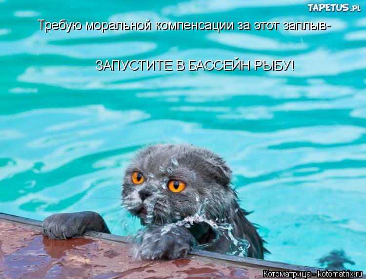 Котоматрица: Требую моральной компенсации за этот заплыв- ЗАПУСТИТЕ В БАССЕЙН РЫБУ!