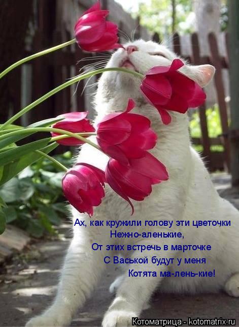 Котоматрица: Ах, как кружили голову эти цветочки  Нежно-аленькие,  От этих встречь в марточке С Васькой будут у меня Котята ма-лень-кие!