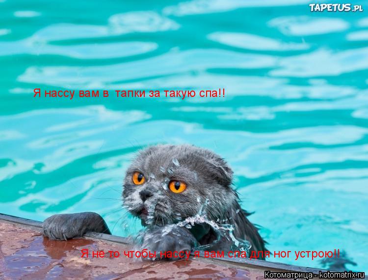 Котоматрица: Я нассу вам в  тапки за такую спа!! Я не то чтобы нассу я вам спа для ног устрою!!