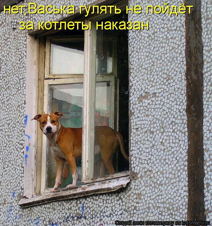 нет,Васька гулять не пойдёт за котлеты наказан... Котоматрица: нет,Васька гулять не пойдёт за котлеты наказан