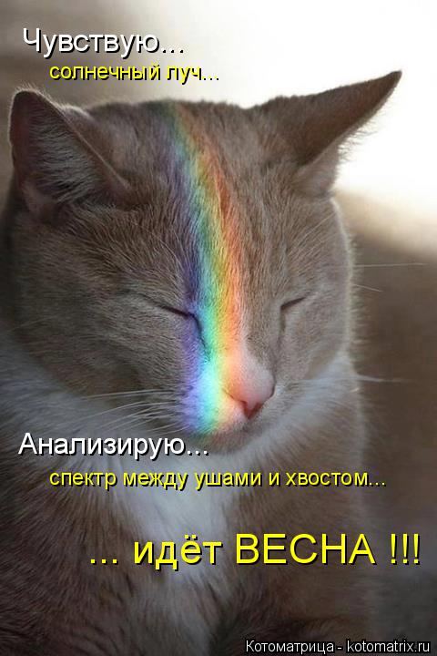 солнечный луч... Чувствую... Анализирую... спектр между ушами и хвостом... ... идёт ВЕСНА !!!... Котоматрица: солнечный луч... Чувствую... Анализирую... спектр между ушами и хвостом... ... идёт ВЕСНА !!!