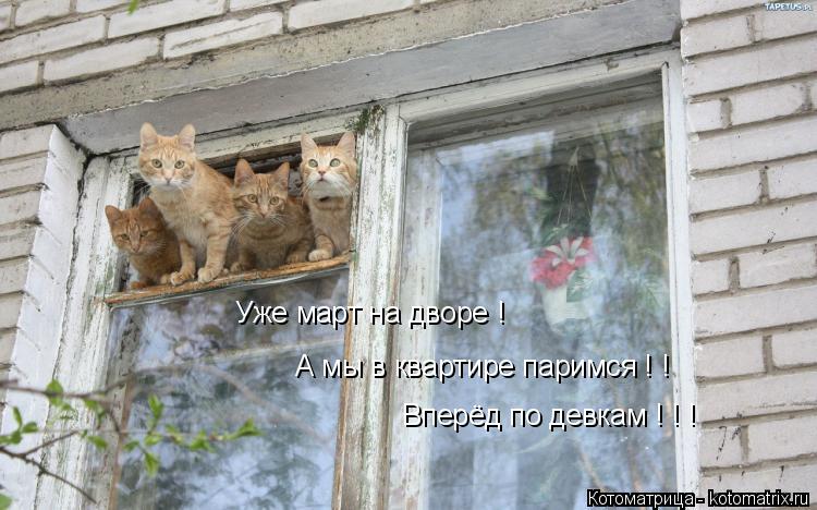 Уже март на дворе ! А мы в квартире паримся ! ! Вперёд по девкам ! ! !... Котоматрица: Уже март на дворе ! А мы в квартире паримся ! ! Вперёд по девкам ! ! !
