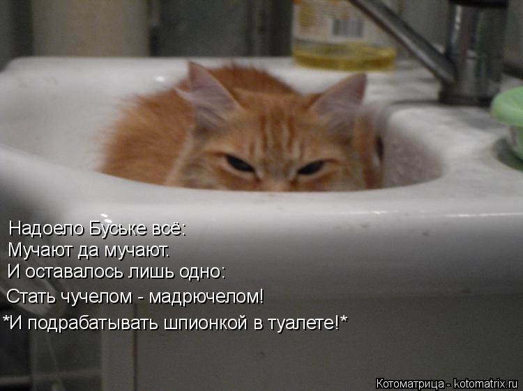 Надоело Буське всё: Мучают да мучают. Стать чучелом - мадрючелом! И оставалось лишь одно: *И подра... Котоматрица: Надоело Буське всё: Мучают да мучают. Стать чучелом - мадрючелом! И оставалось лишь одно: *И подрабатывать шпионкой в туалете!*