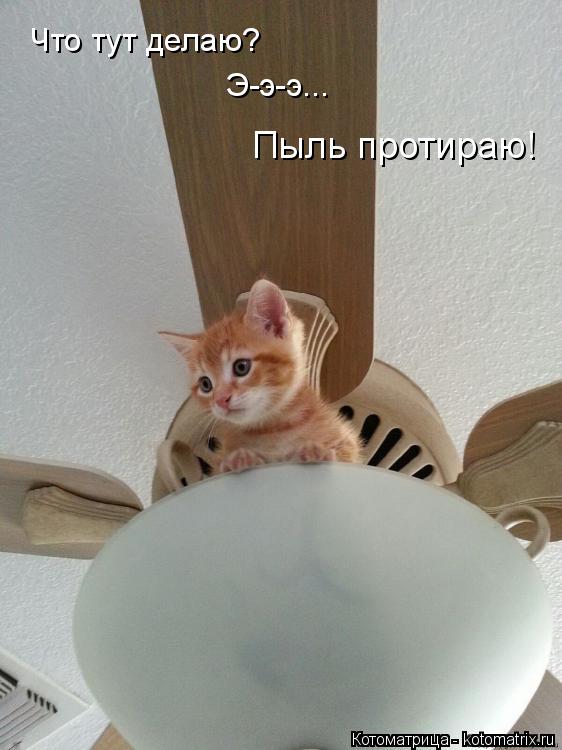 Котоматрица: Что тут делаю? Э-э-э... Пыль протираю!