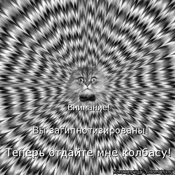 Внимание! Вы загипнотизированы! Теперь отдайте мне колбасу!... Котоматрица: Внимание! Вы загипнотизированы! Теперь отдайте мне колбасу!