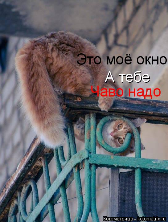 Котоматрица: Это моё окно А тебе Чаво надо