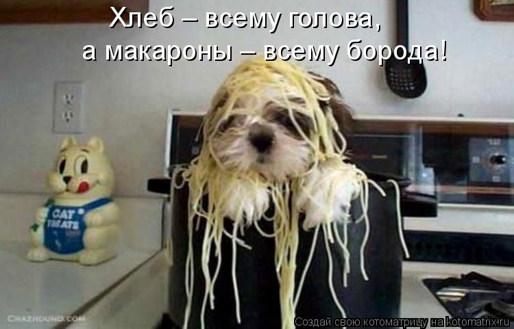 Котоматрица: Хлеб – всему голова, а макароны – всему борода!