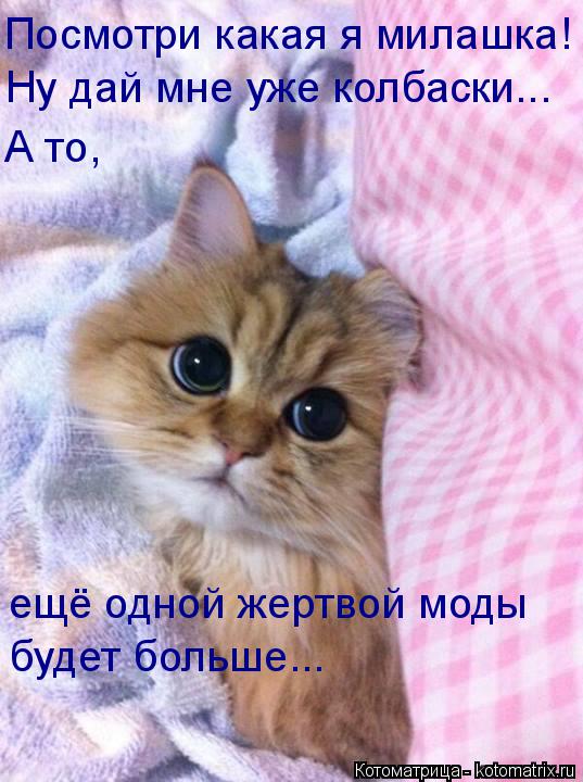 Котоматрица: Посмотри какая я милашка! Ну дай мне уже колбаски... А то, ещё одной жертвой моды будет больше...