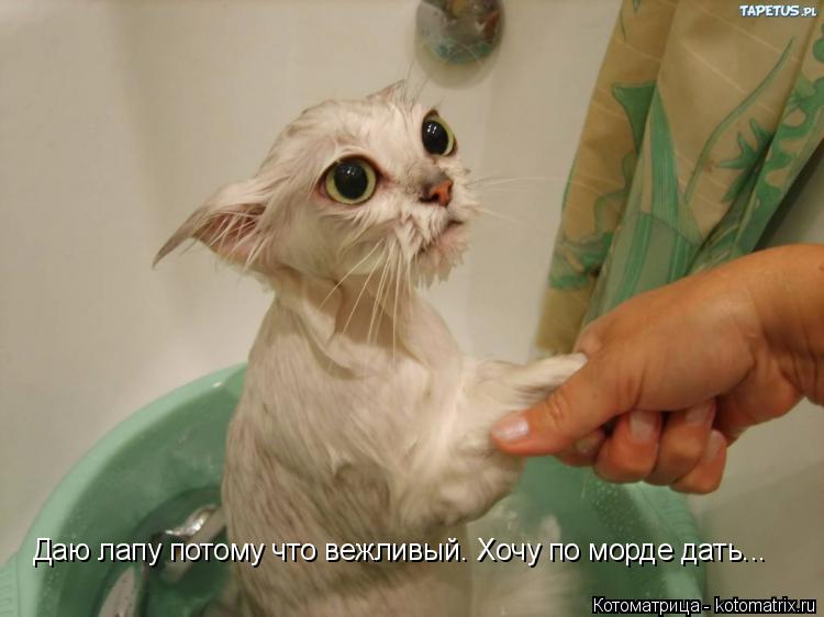 Даю лапу потому что вежливый. Хочу по морде дать...... Котоматрица: Даю лапу потому что вежливый. Хочу по морде дать...