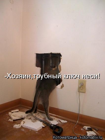 Котоматрица: -Хозяин,трубный ключ неси!