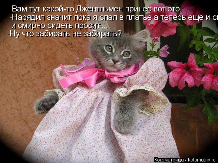 Котоматрица: Вам тут какой-то Джентльмен принес вот это. -Нарядил значит пока я спал в платье а теперь еще и смирно сидеть просит и смирно сидеть просит ...