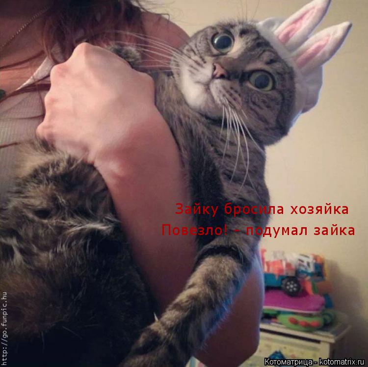 Зайку бросила хозяйка Повезло! - подумал зайка... Котоматрица: Зайку бросила хозяйка Повезло! - подумал зайка