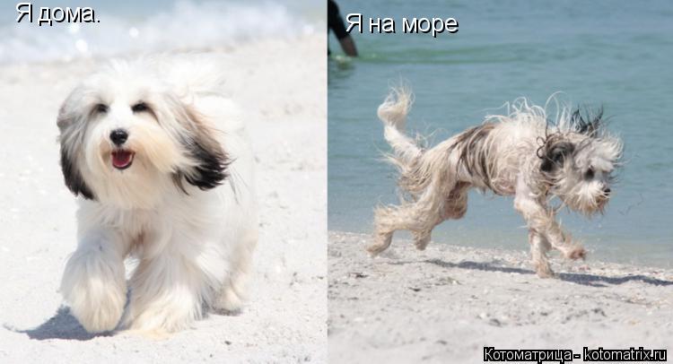 Котоматрица: Я дома. Я на море