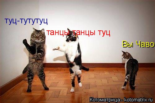 Котоматрица: туц-тутутуц танцы танцы туц Вы Чаво танцы танцы туц