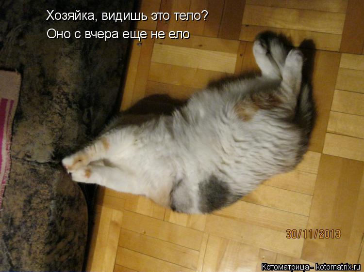 Хозяйка, видишь это тело? Оно с вчера еще не ело... Котоматрица: Хозяйка, видишь это тело? Оно с вчера еще не ело