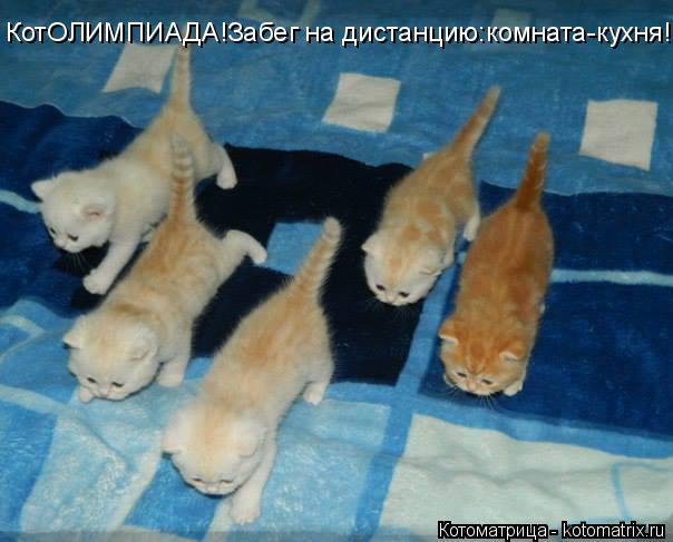 КотОЛИМПИАДА!Забег на дистанцию:комната-кухня!... Котоматрица: КотОЛИМПИАДА!Забег на дистанцию:комната-кухня!