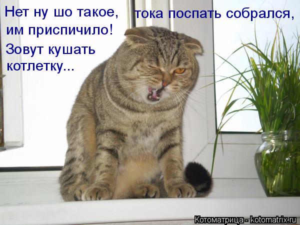 Нет ну шо такое, тока поспать собрался, им приспичило! Зовут кушать котлетку...... Котоматрица: Нет ну шо такое, тока поспать собрался, им приспичило! Зовут кушать котлетку...