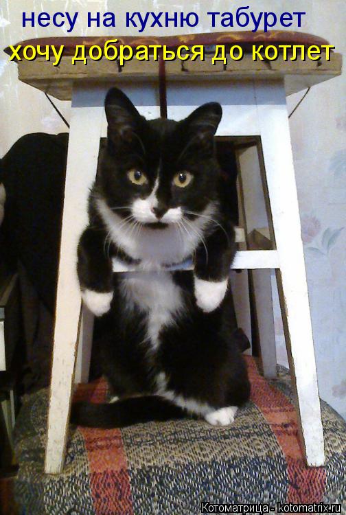 несу на кухню табурет хочу добраться до котлет... Котоматрица: несу на кухню табурет хочу добраться до котлет