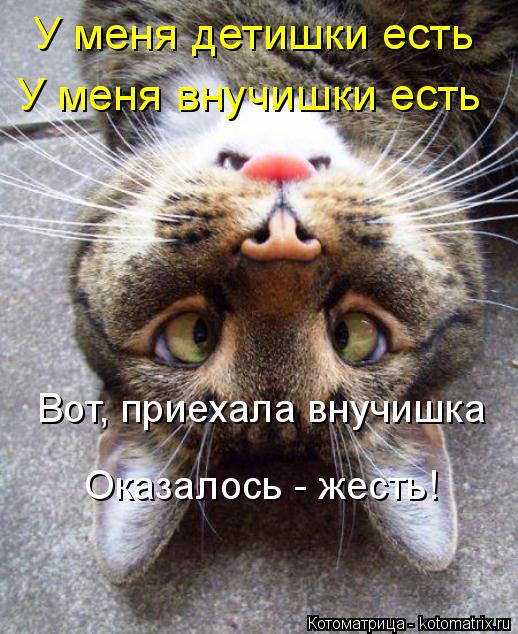 Котоматрица: У меня детишки есть У меня внучишки есть Вот, приехала внучишка Оказалось - жесть!