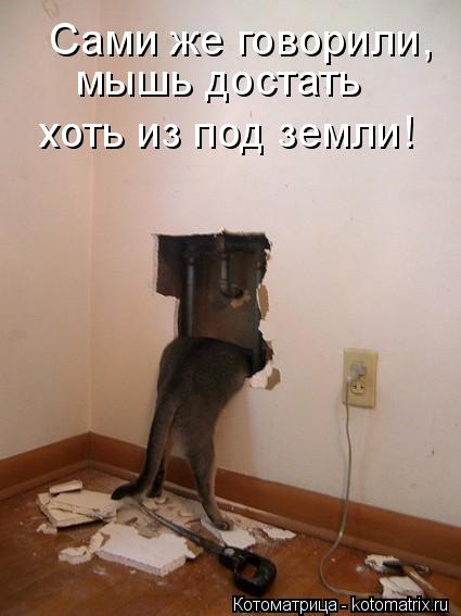 Котоматрица: Сами же говорили, мышь достать хоть из под земли!