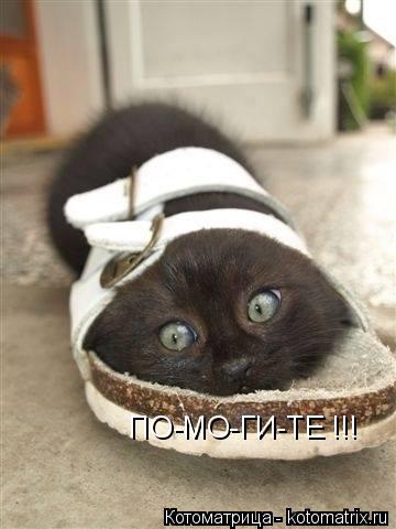 ПО-МО-ГИ-ТЕ !!!... Котоматрица: ПО-МО-ГИ-ТЕ !!!