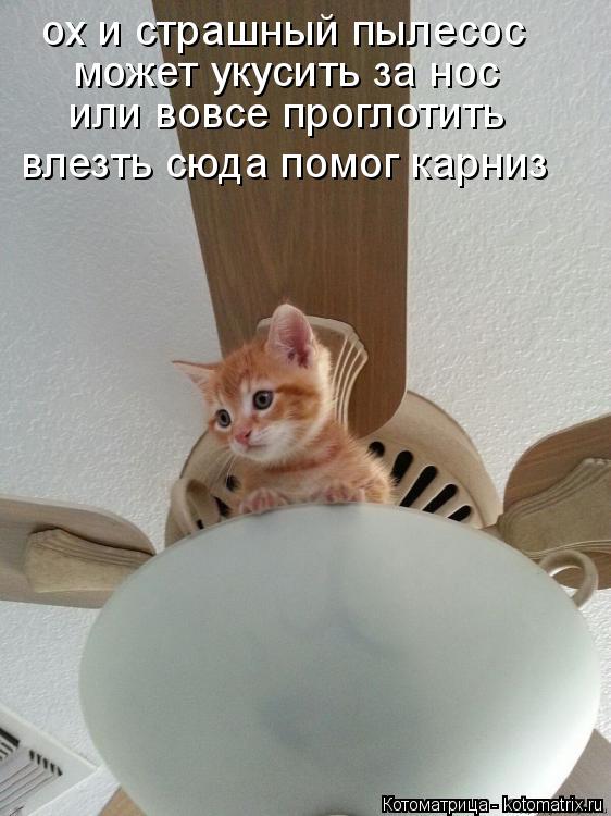 ох и страшный пылесос может укусить за нос или вовсе проглотить влезть сюда помог карниз... Котоматрица: ох и страшный пылесос может укусить за нос или вовсе проглотить влезть сюда помог карниз