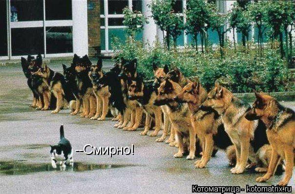 --Смирно!... Котоматрица: --Смирно!
