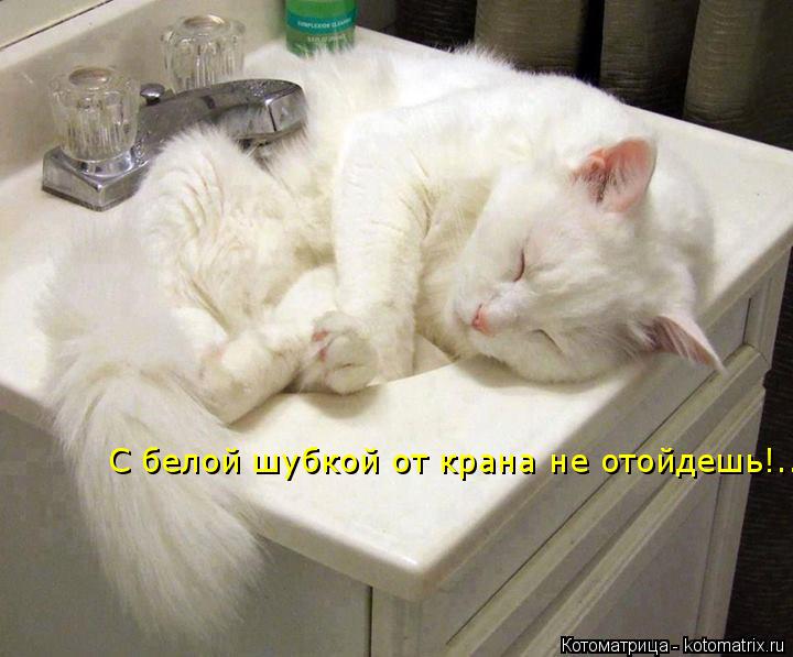 С белой шубкой от крана не отойдешь!..... Котоматрица: С белой шубкой от крана не отойдешь!..