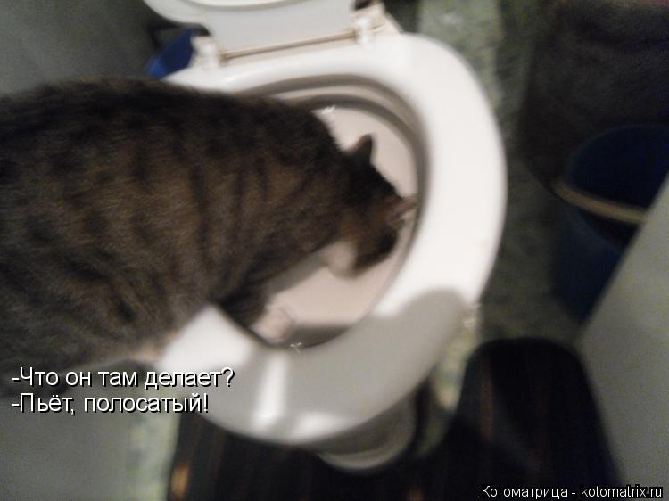 -Что он там делает? -Пьёт, полосатый!... Котоматрица: -Что он там делает? -Пьёт, полосатый!