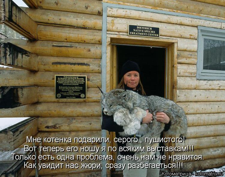 Мне котенка подарили, серого , пушистого! Вот теперь его ношу я по всяким выставкам!!! Только есть од... Котоматрица: Мне котенка подарили, серого , пушистого! Вот теперь его ношу я по всяким выставкам!!! Только есть одна проблема, очень нам не нравится. Как ув