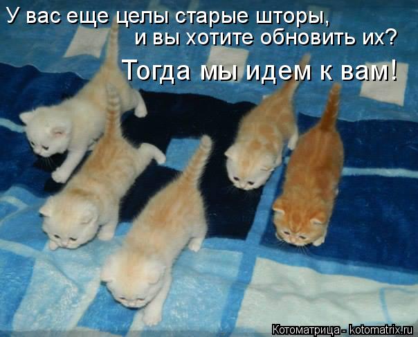 У вас еще целы старые шторы, и вы хотите обновить их? Тогда мы идем к вам!... Котоматрица: У вас еще целы старые шторы, и вы хотите обновить их? Тогда мы идем к вам!