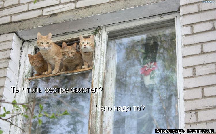 Ты чтоль сестре свистел? Чего надо то?... Котоматрица: Ты чтоль сестре свистел? Чего надо то?