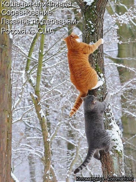 Котоматрица: Кошачья олиплиада. Соревнование:  Лазанье по деревьям Россия vs США