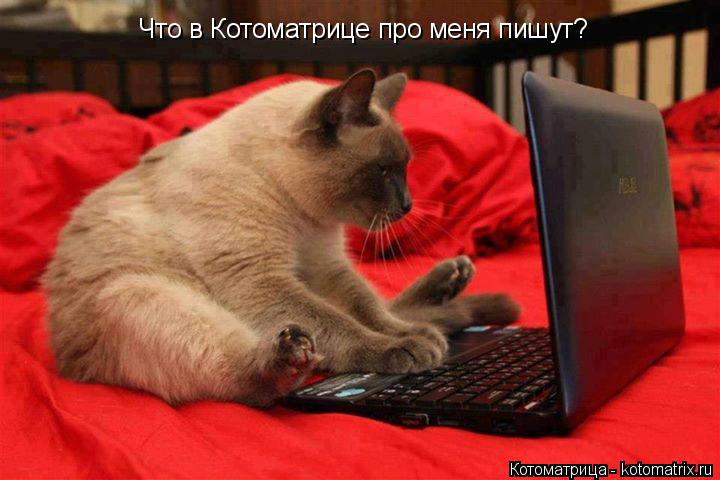 Котоматрица: Что в Котоматрице про меня пишут?