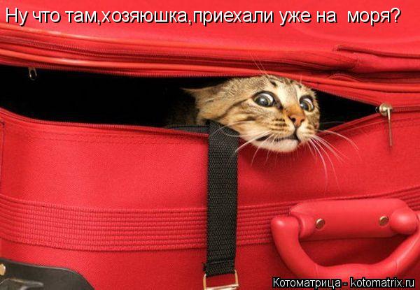 Ну что там,хозяюшка,приехали уже на моря?... Котоматрица: Ну что там,хозяюшка,приехали уже на моря?