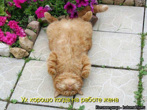 Ух хорошо когда на работе жена... Котоматрица: Ух хорошо когда на работе жена