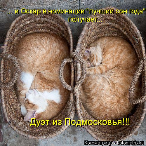 Котоматрица: ... и Оскар в номинации "лучший сон года" получает... Дуэт из Подмосковья!!!