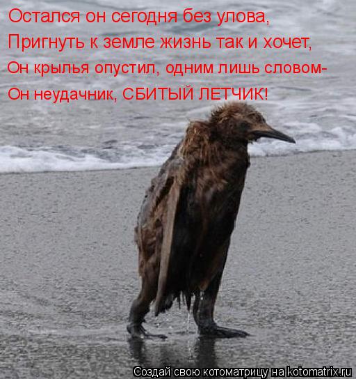 Котоматрица: Остался он сегодня без улова, Пригнуть к земле жизнь так и хочет, Он крылья опустил, одним лишь словом- Он неудачник, СБИТЫЙ ЛЕТЧИК!